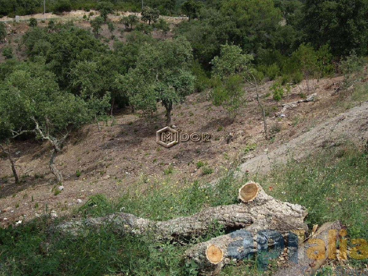 Calonge / Rio de Oro
